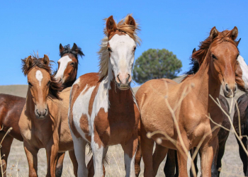 Азербайджан закупил препарат для диагностики опасного инфекционного заболевания