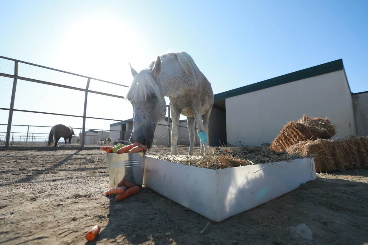 Лейла Алиева спасла лошадь (фото)