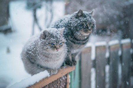 Азербайджан накрыли сибирские воздушные массы