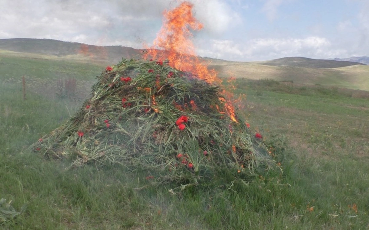 В Забухе уничтожили более тонны конопли