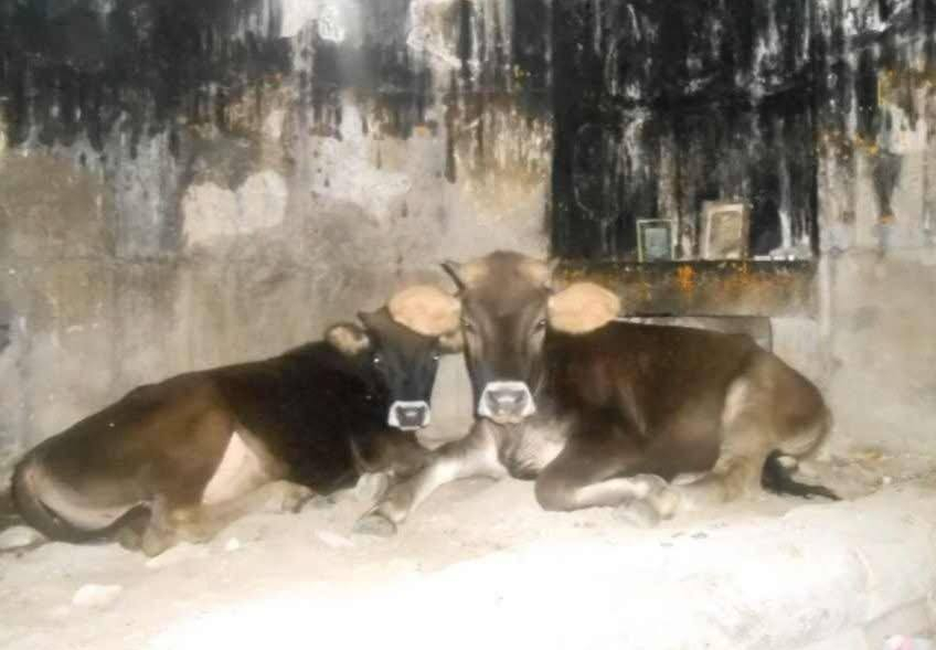 Свиньи в мечетях, коровы в монастырях: пашиняновец показал, во что армяне превратили святыню