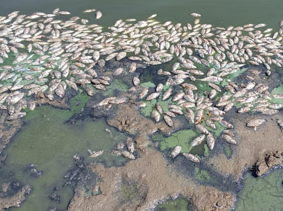 Министерство расследует массовый мор рыбы в Джалилабадском районе