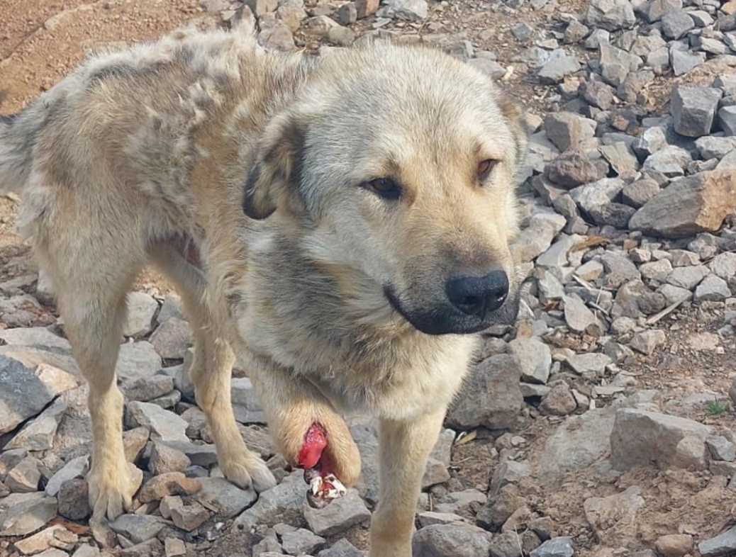 Мины опасны и для людей, и для животных, заявил Хикмет Гаджиев