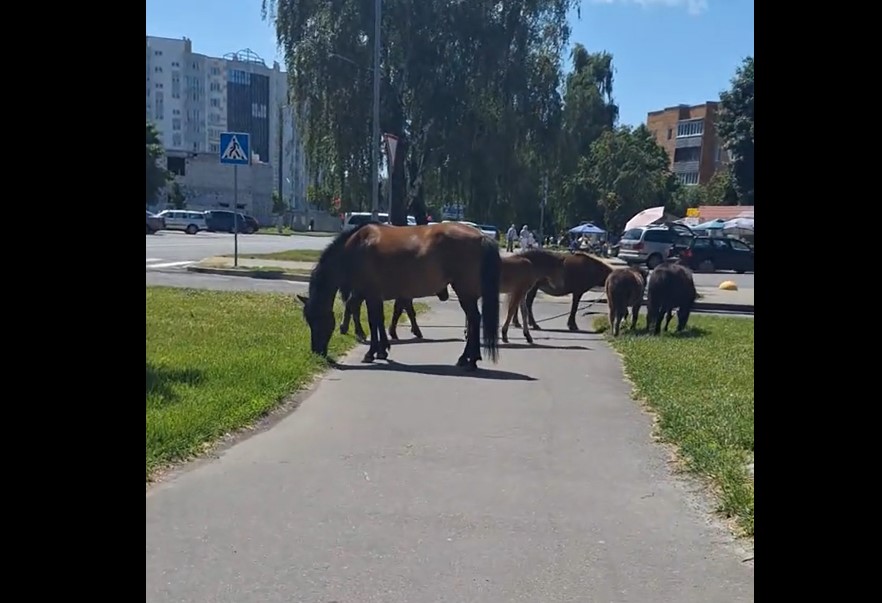 Бесхозные лошади облюбовали белорусский город