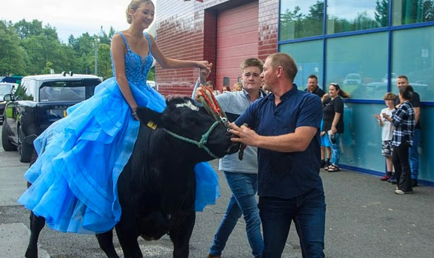 Британка отправилась на выпускной вечер на корове