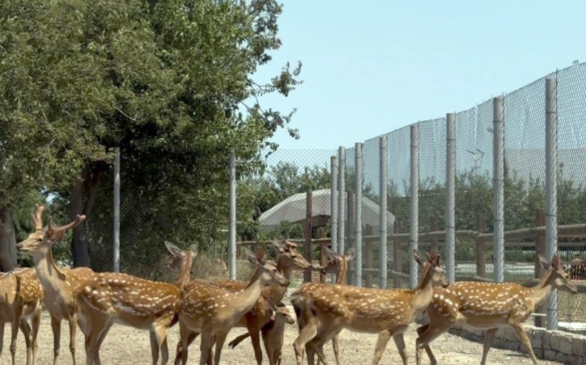 В популярном заведении Бузовны незаконно держали макаку и девять оленей