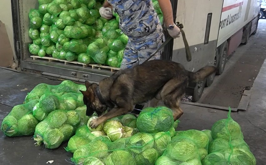 Таможенники обнаружили капусту с сюрпризом в грузовике из Ирана