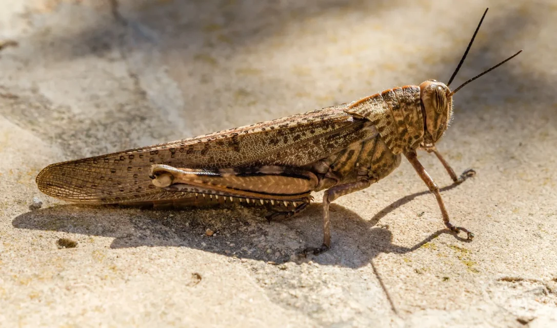 Зоолог назвал причину увеличения численности саранчи в Баку