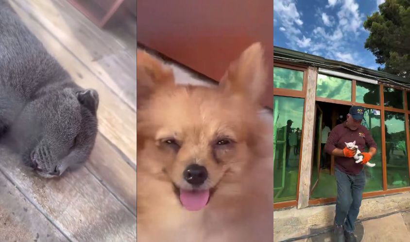 Спасены животные, пережившие ад в AF Hotel Aquapark