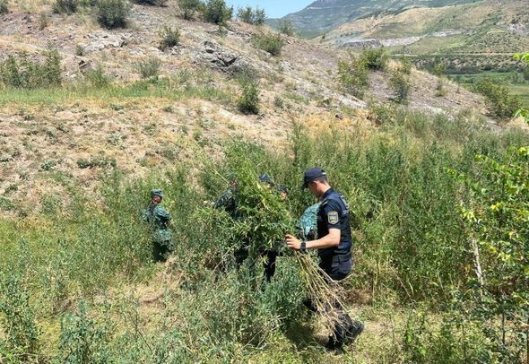 В Зангилане уничтожена 1 тонна конопли