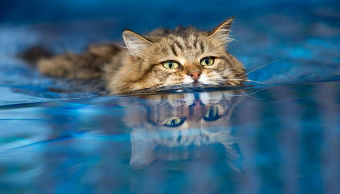 В Амстердаме для кошек, упавших в канал, построят специальные лестницы