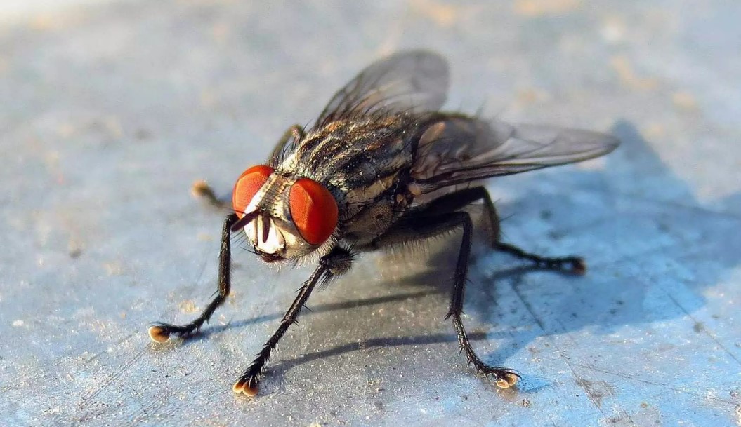 Мухи могут переносить частицы птичьего гриппа