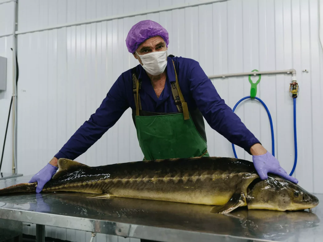 Рыбная продукция Азербайджана экспортируется в ЕС