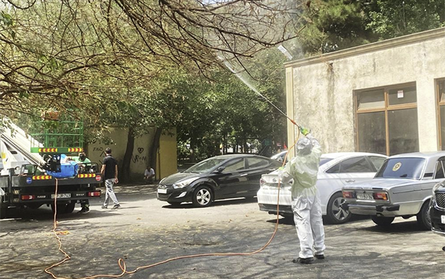 Баку атаковала белая американская бабочка