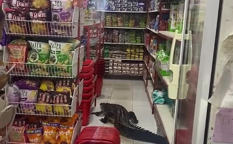 В Индонезии крокодил заполз в супермаркет и напугал людей