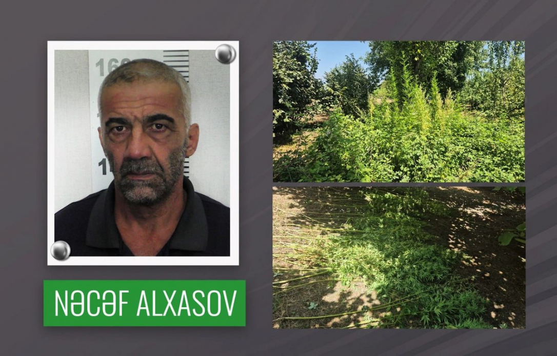 В Габале арестован мужчина, посадивший в фундуковом саду вовсе не орехи