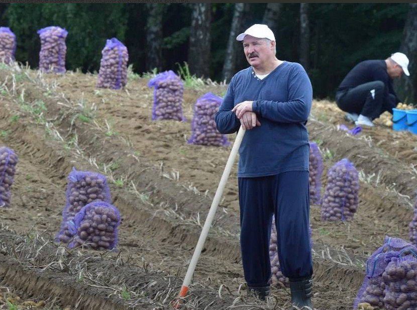 Лукашенко вырастил на своих грядках подарки для зарубежных лидеров