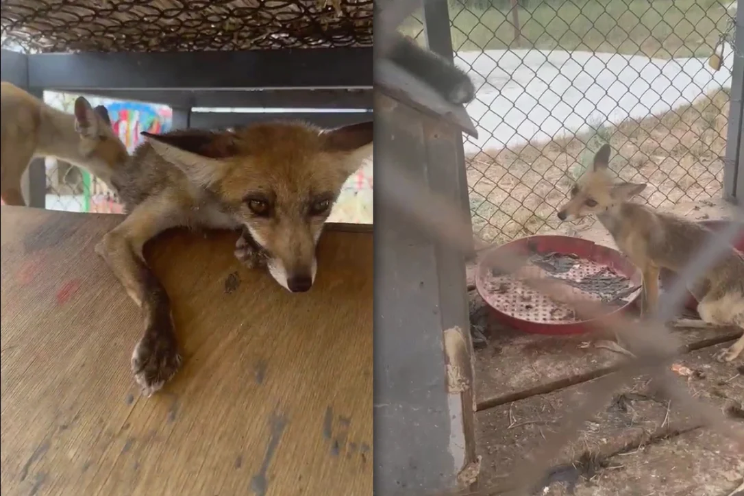 В Азербайджане положат конец содержанию в ресторанах диких животных ради забавы