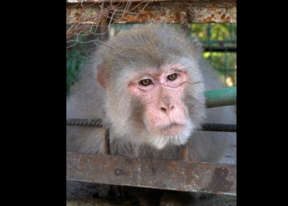 Редкая птица и макаки благодаря IDEA перебрались в столичный зоопарк