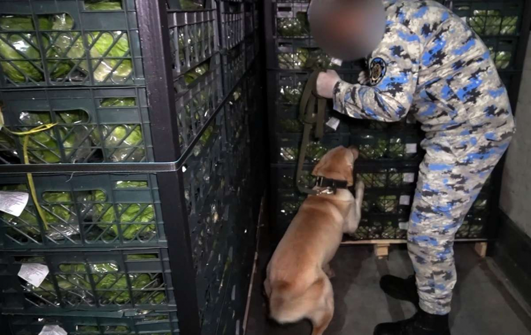 Таможенники нашли наркотики в листовом салате из Ирана