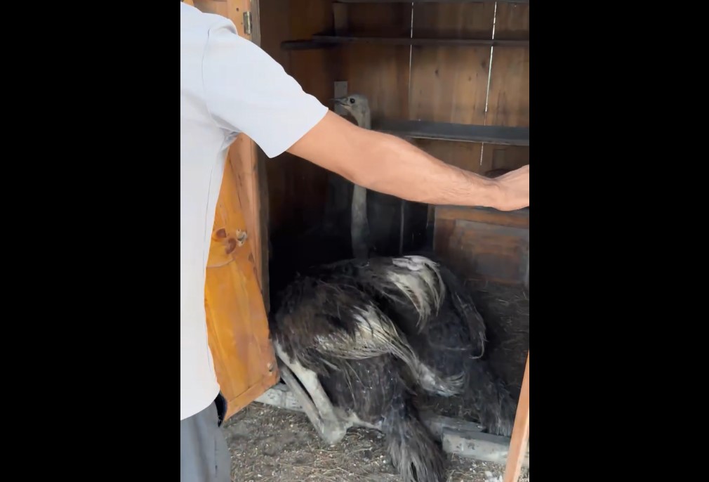 В Сумгайыте из ресторана спасли страусов и попугаев