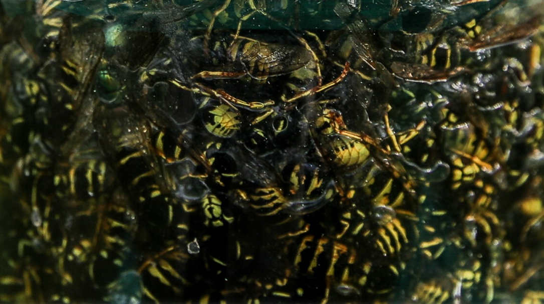 Рой ос убил брата с сестрой