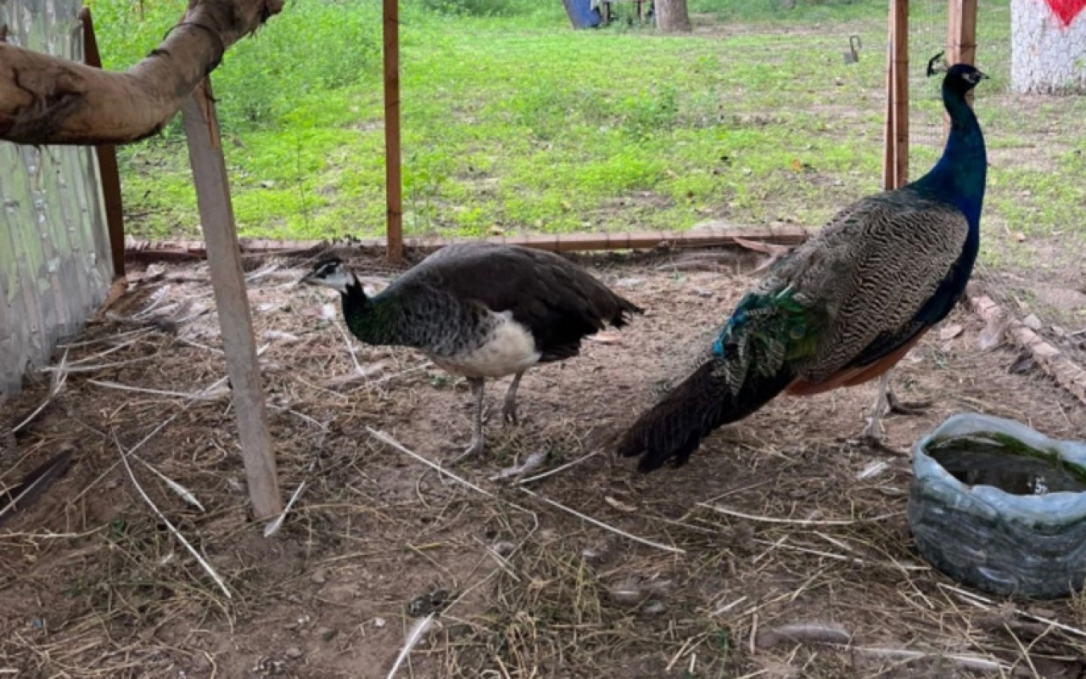 В ресторане в Сабирабаде обнаружено незаконное содержание птиц