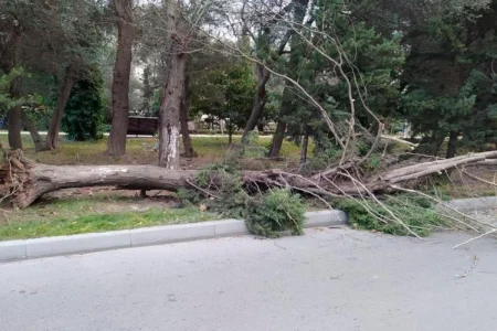 Ветер в Баку повалил десятки деревьев