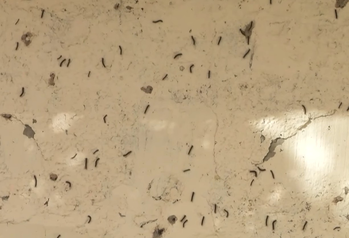 Многоэтажки в Баку заполонили насекомые