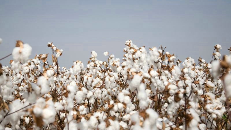 МАГАТЭ помогло Азербайджану повысить урожайность хлопка с помощью ядерных технологий