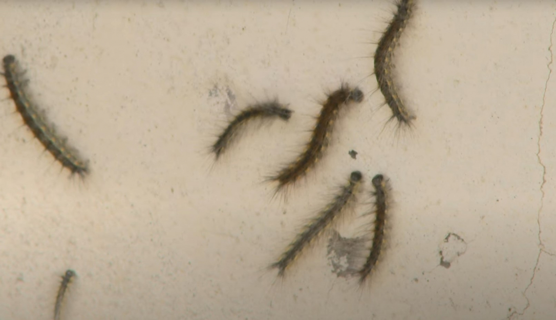 Нашествие гусениц в Хатаинском районе