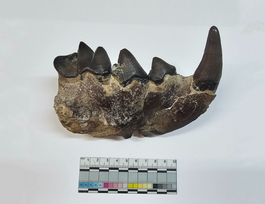 В Азербайджане обнаружили фрагменты челюстей «ужасной» гиены весом в 400 кг