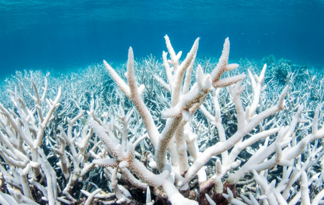 Земля на грани: кораллы исчезают, океаны закипают