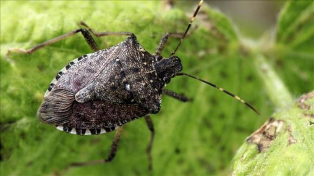 Мраморный клоп из Грузии атаковал регионы Азербайджана