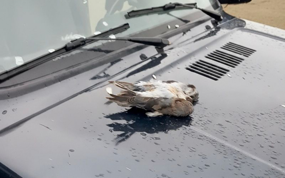 Гражданина Турции наказали за незаконную охоту на соколов в Азербайджане