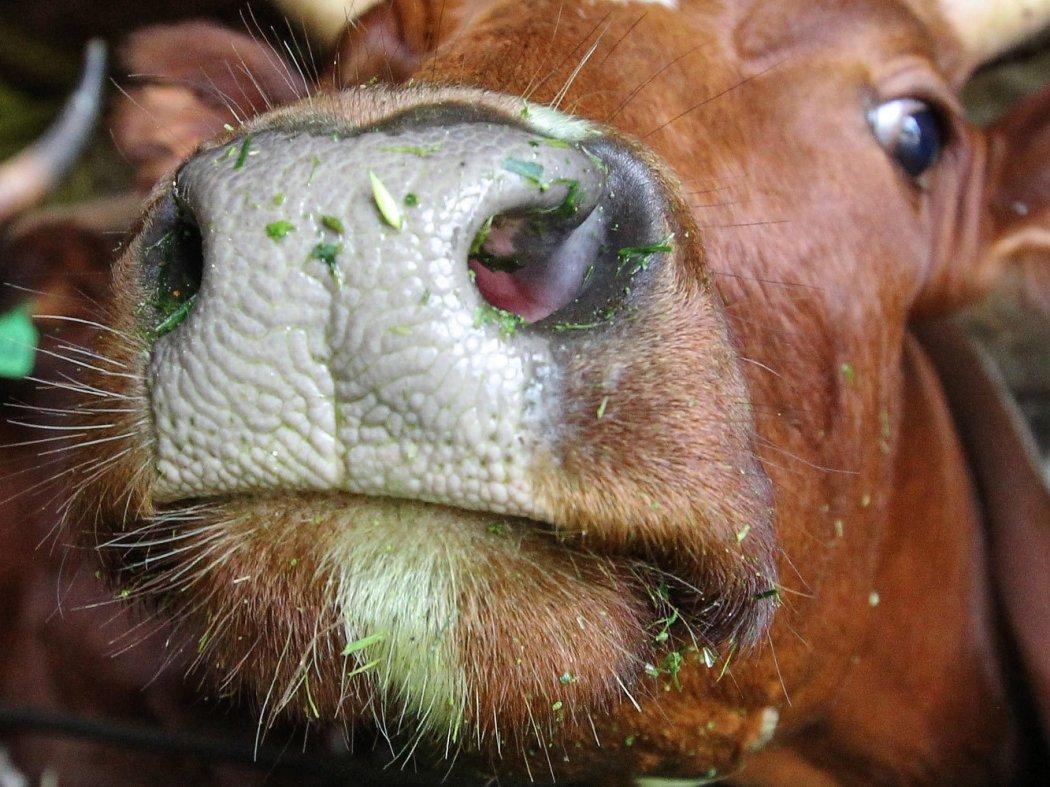 Минздрав отреагировал на сообщение о заражении ящуром студентки