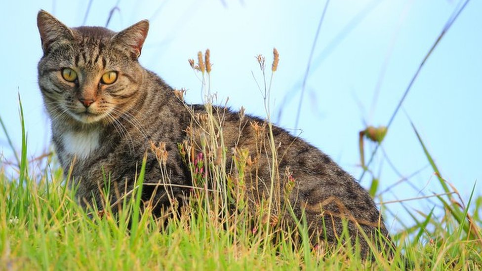 Новая Зеландия уничтожит 2,5 млн кошек