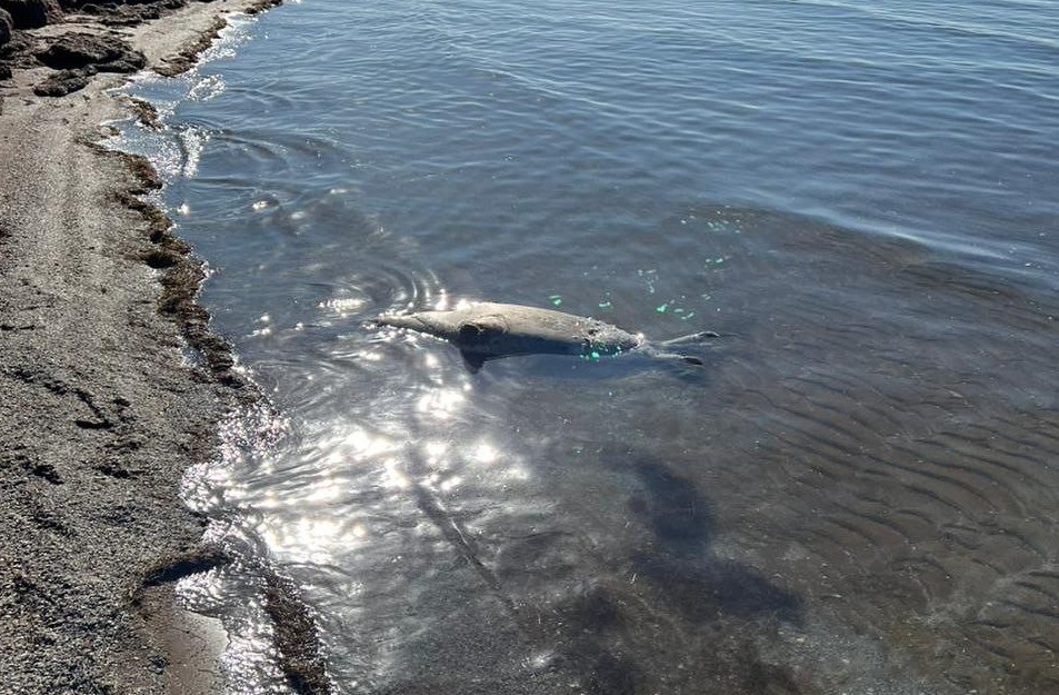 Экологи выявили массовую гибель тюленей на Каспии