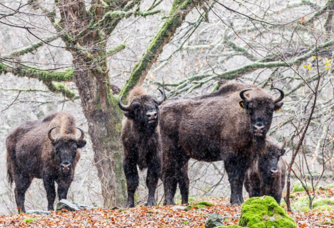В Азербайджане численность зубров будет доведена до 100