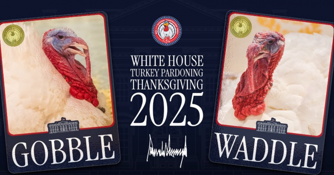 Трамп подарит жизнь двум индейкам