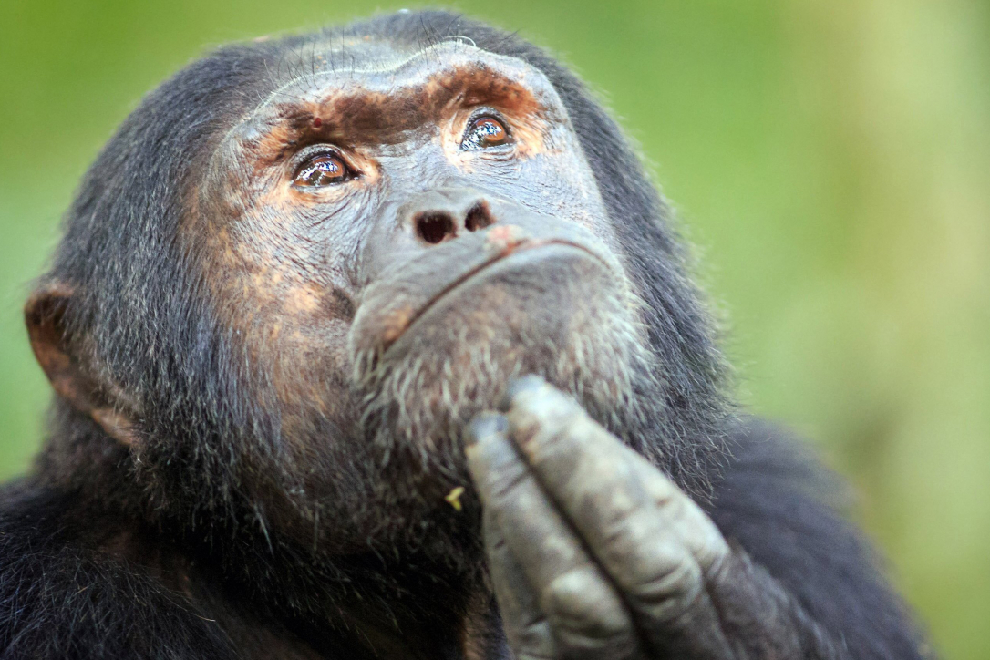 Исследование шимпанзе показало эволюционную пользу войн