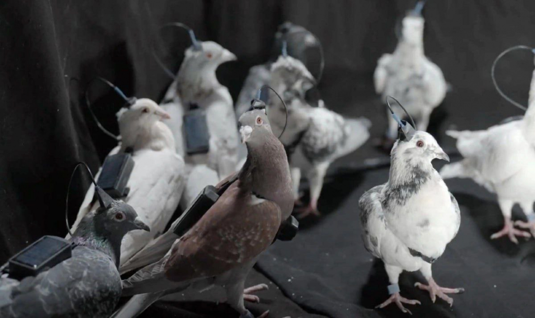 Разработанный в России нейрочип заставляет голубей менять курс