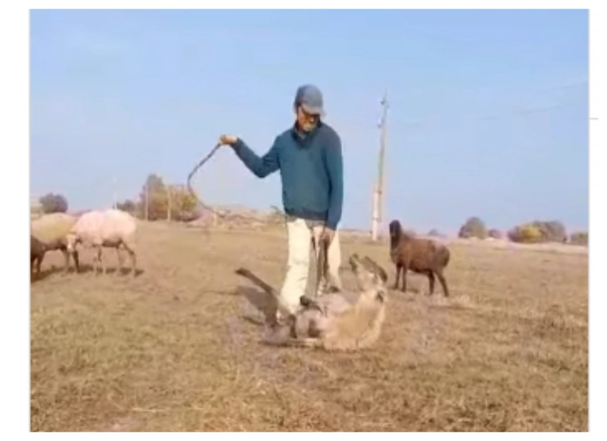 Полицейские задержали пастуха за жестокое обращение с животными