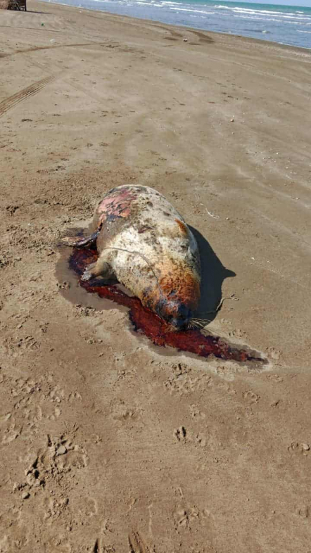 Казахстан назвал причину гибели тюленей в Каспийском море