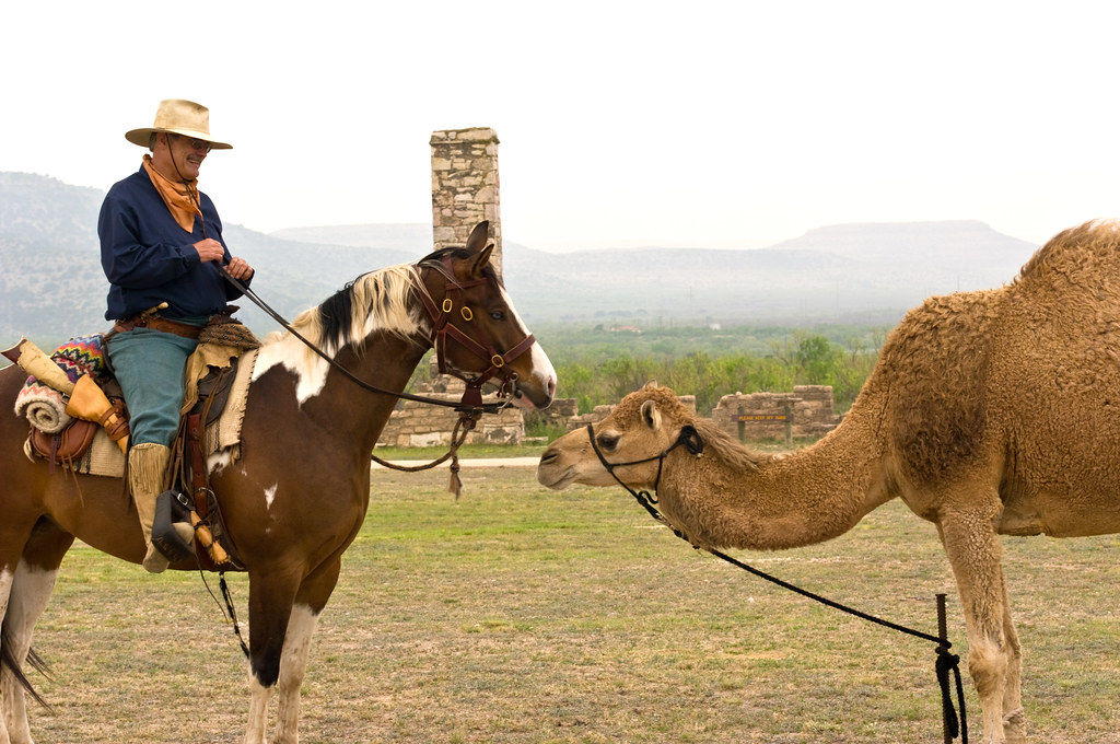 В Азербайджане запускают массовое чипирование лошадей и верблюдов
