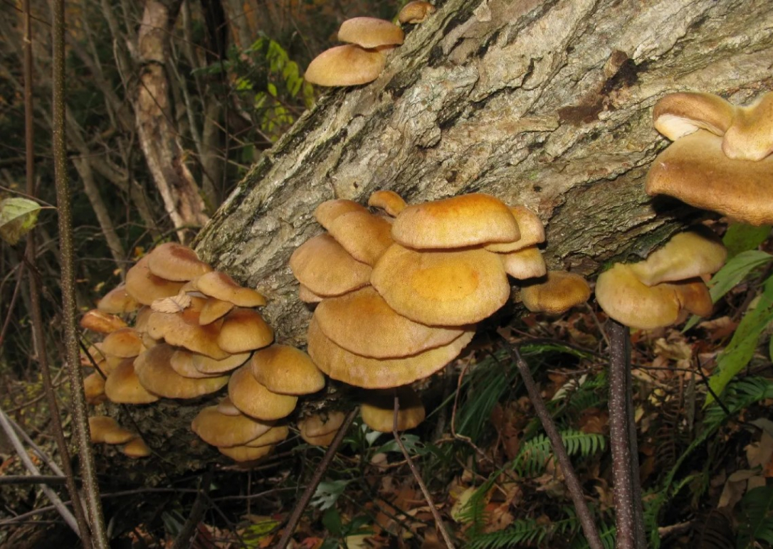 Нейросеть посоветовала японскому пенсионеру съесть ядовитые грибы