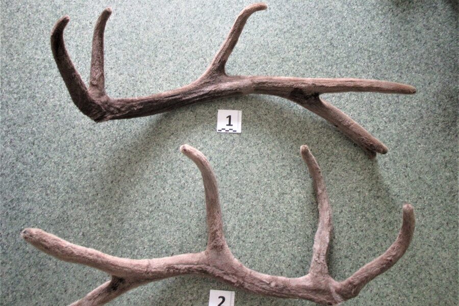 В России мужчину с рогами не пустили в Азербайджан