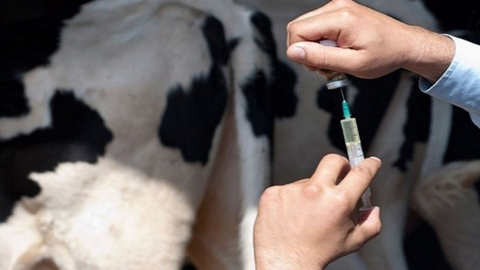 В Азербайджане началась вакцинация против ящура