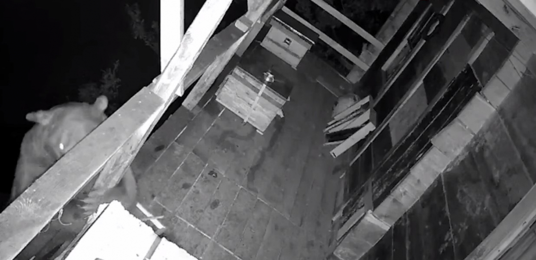 Медведь в Турции атаковал ульи на балконах