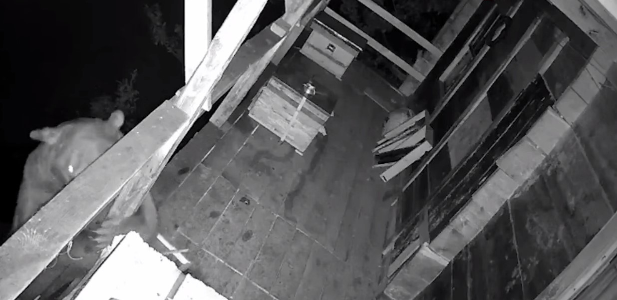 Медведь в Турции атаковал ульи на балконах 1 Медведь в Турции атаковал ульи на балконах